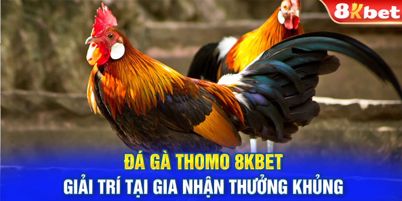 Đá Gà Thomo 8KBET - Giải Trí Tại Gia Nhận Thưởng Khủng